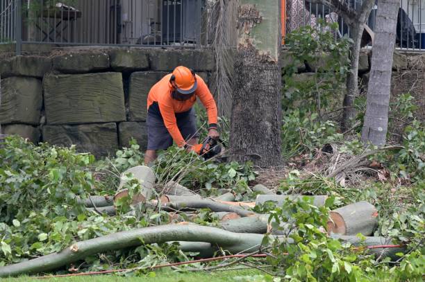 Best Tree Risk Assessment  in Ludington, MI